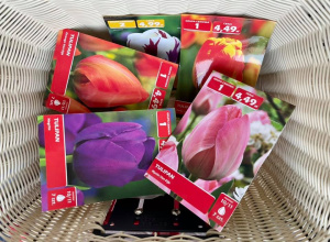 Sadzimy tulipany