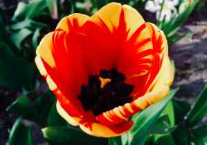 Czerwono-żółty tulipan.