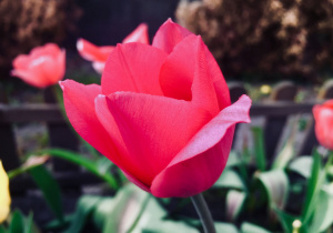 Różowy tulipan.