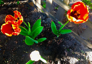 Czerwo-żółte tulipany.