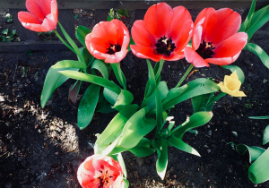 Różowe tulipany.