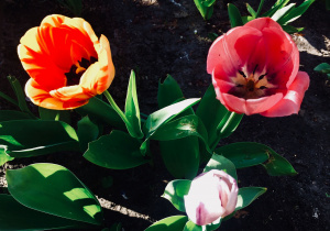 Tulipany, czerwono-żółty i różowe.