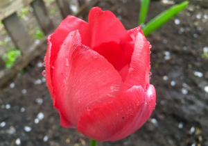 Czerwony tulipan z kropelkami wody na płatkach.