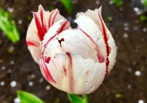 Biało-czerwony tulipan z kropelkami wody na płatkach.