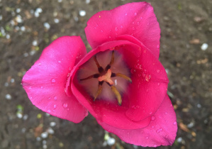 Różowy tulipan z kropelkami wody na płatkach.