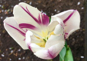 Biało-fioletowy tulipan z kropelkami wody na płatkach.