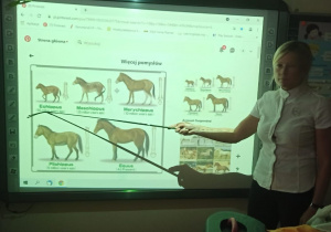 Na tablicy multimedialnej prowadząca zajęcia przedstawiła uczniom ewolucję konia.