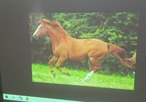 Na tablicy multimedialnej dzieci oglądają fotografię przedstawiającą konia maści jasnokasztanowatej.