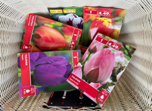 Sadzimy tulipany - klasy 1a i 1b.