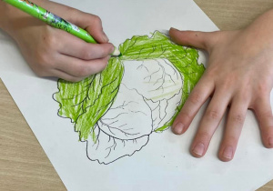 Uczeń koloruje zieloną sałatę.