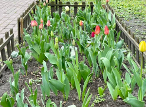 Szkolne tulipany w rozkwicie - klasy 1a i 1b