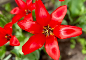 Tulipan przykuwa uwagę swoim pięknym czerwonym kolorem.
