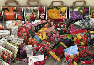 Zbiórka cebulek tulipanów. Cebulki leżą na podłodze pod tablicą.