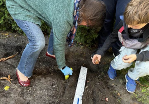 Pani Sylwia kopie dołek pod cebulkę tulipana.