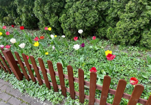 Tulipany w pełnej krasie.