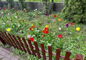 Tulipany w pełnej krasie.