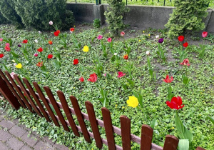 Tulipany w pełnej krasie.