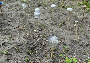 Oznaczenie miejsc w ogródku pod sadzenie nowych cebulek.