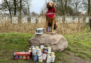 Zebrane puchy zostały przekazane w schronisku.