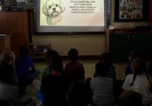 Pierwszoklasiści siedzą na podłodze i patrzą na wyświetlany slajd: Kundelki, to pieski nierasowe, które najczęściej są potomkiem .mieszanki wielu ras lub psów nierasowych.